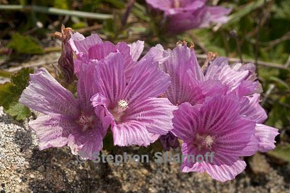 sidalcea malviflora 7 graphic